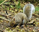 Grey Squirrel 9P51D-194